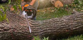 Best Tree Preservation Services  in Twin Lakes, CO