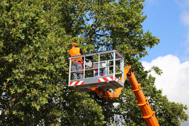 Tree and Shrub Care in Twin Lakes, CO