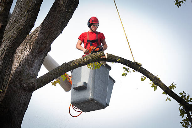 Best Tree Maintenance Programs  in Twin Lakes, CO