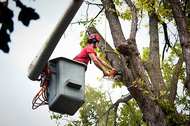 Best Firewood Processing and Delivery  in Twin Lakes, CO