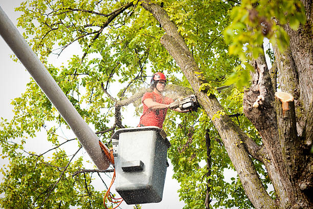 Reliable Twin Lakes, CO  Tree Services Solutions