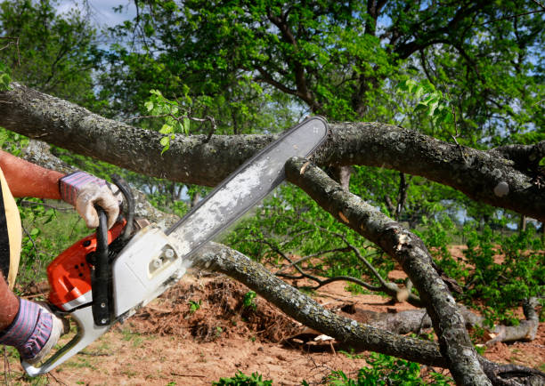 Best Tree Mulching Services  in Twin Lakes, CO